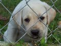 Yellow Labrador Puppies 6.5 weeks Yellow Labrador Puppies 6.5 weeks