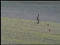 Torzuelo de harris a liebre
