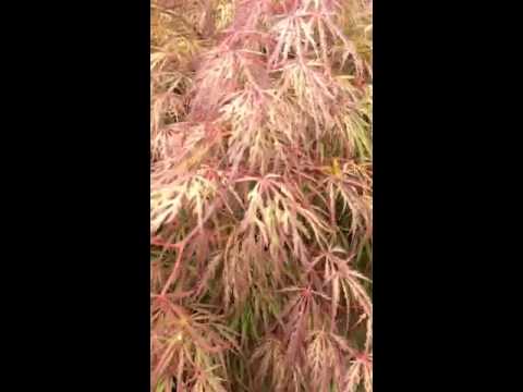 how to care for a crimson queen japanese maple