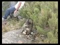 Quati Ladr�o
