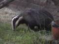 Badger-eating-in-gar