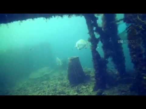 Underwater video of the dive site "Coral Garden" in Pandan Island, Mindoro, Philippines. Edited with