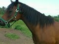 My two horses