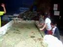 Oceanarium