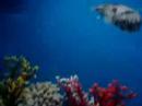 Oceanarium