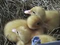 Ducklings