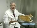 Cat Dental Tips : Preventing Dental Disease in Cats Cat Dental Tips : Preventing Dental Disease in Cats