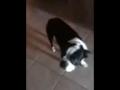 Bad Lola