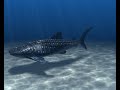 Whale shark - with caustics (Blender animation)