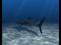 Whale shark - with caustics (Blender animation)