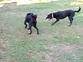 Dogs gone wild-Hank & Clark