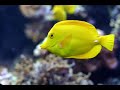 Scooter - How Much Is The Fish?