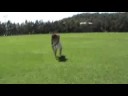 Adcock Compilation