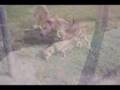 DOGS - EXTENDED VERSION