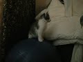 Luna & Paisley 2