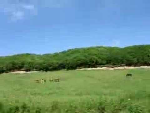 Horses in Kushiro, Japan