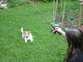 Fishing for dogs