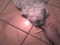 Hauli obediente passa fome mas não pega.