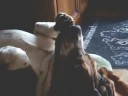 basset playing like a baby