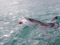 Great White Shark Cage Diving! Gansbaai Shark Alley!