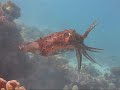scuba-diving-thailand-similans.html