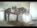 CİRİT (Ali VAROL ) 3