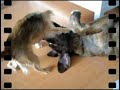 Tosa Inu and Chihuahua playing