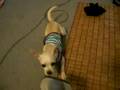 Mochi and the Vaccum