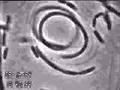 Acetobacter deborando celulosa
