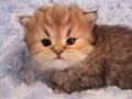 Look at this pretty little boy. His...