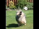 Poms in the Fast Lane Poms in the Fast Lane