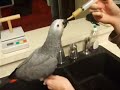 Handfeeding African Grey Parrot