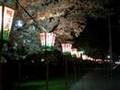 鶴岡公園の桜・花見