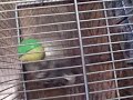 Jan 16 2007 - VID00001
