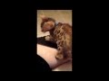 Simba - Bengal Leopard Cat