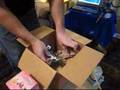 Pimp Your Hookah Vendor Review