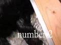 Boyero de Flandes video