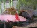 Axolotl dance
