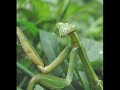 Quadrophonia-Quadrophonia
