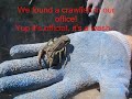 Contact Video