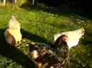 Florrie, Betty and Henrietta