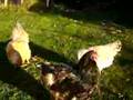 Florrie, Betty and Henrietta