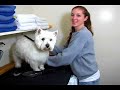 Mar Mel Pet Grooming & Boarding, Long Beach, CA