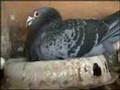 PART 2 , Hodowla Kulbacki 08r , gołębie,Tauben,pigeon,Голуби