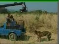 Behind the scenes, tiger movie, KAAL