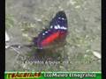 Tsachilas del bua - Ecoturismo
