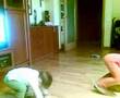 Bailamos Tecnotronic