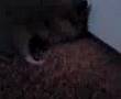 videos de Luna filmpj Hamsterr