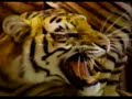 une r�ussite ultra rapide de l'�preuve du cabestan, � fort boyard.

�mission de 1998 o� le candidat guy coupal d�fit l'homme fort en un temps record!