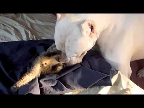 argentinian mastiff